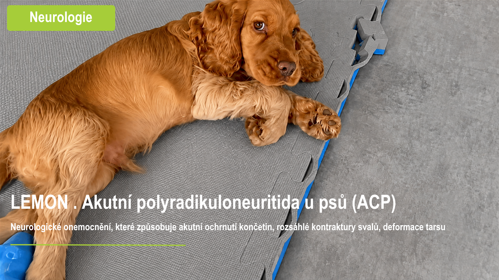 Pes s akutní polyradikuloneuritidou při neurologické rehabilitaci