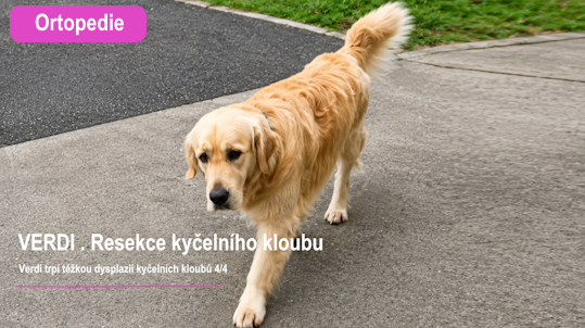 Resekce kyčelního kloubu u psa